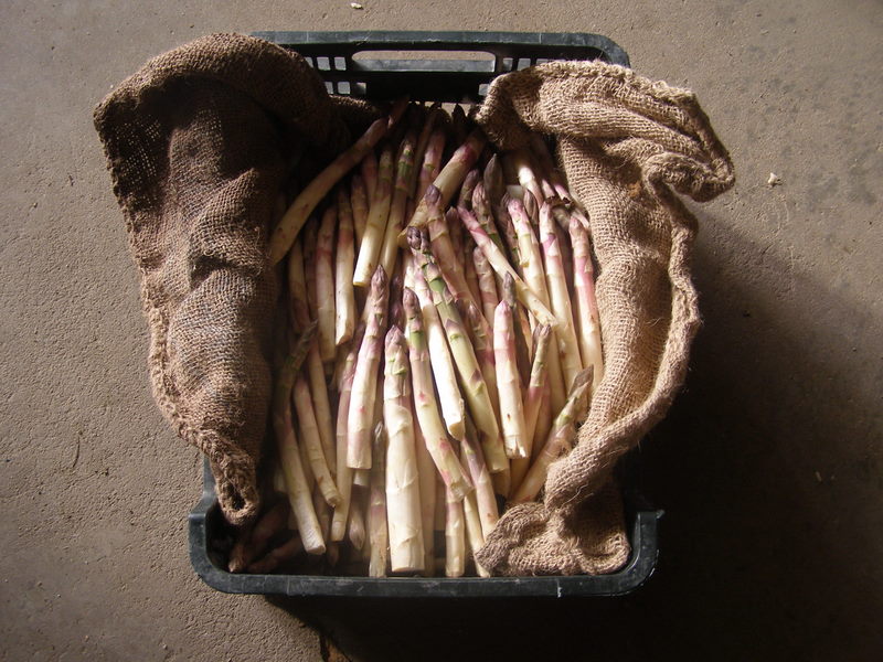 Asperges de notre exploitation