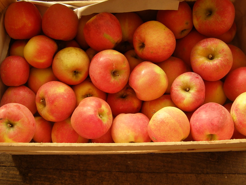 Caisse de pomme variété Jubilé