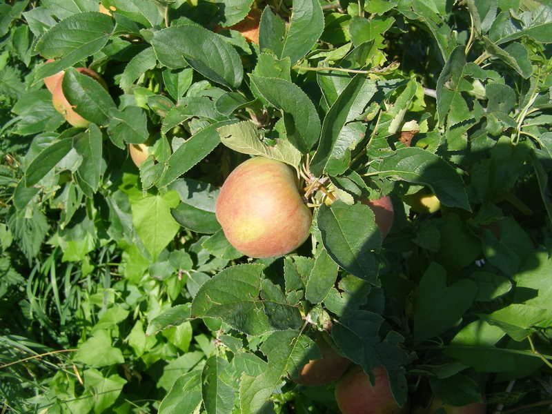 Pomme Reine des Reinettes